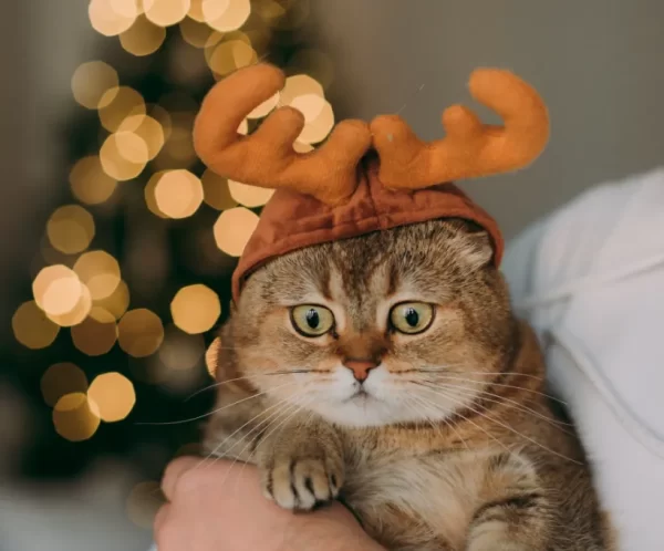 Cat And Dog Scarf Hat Headwear.
