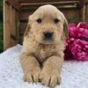 Theon [Golden Retriever]