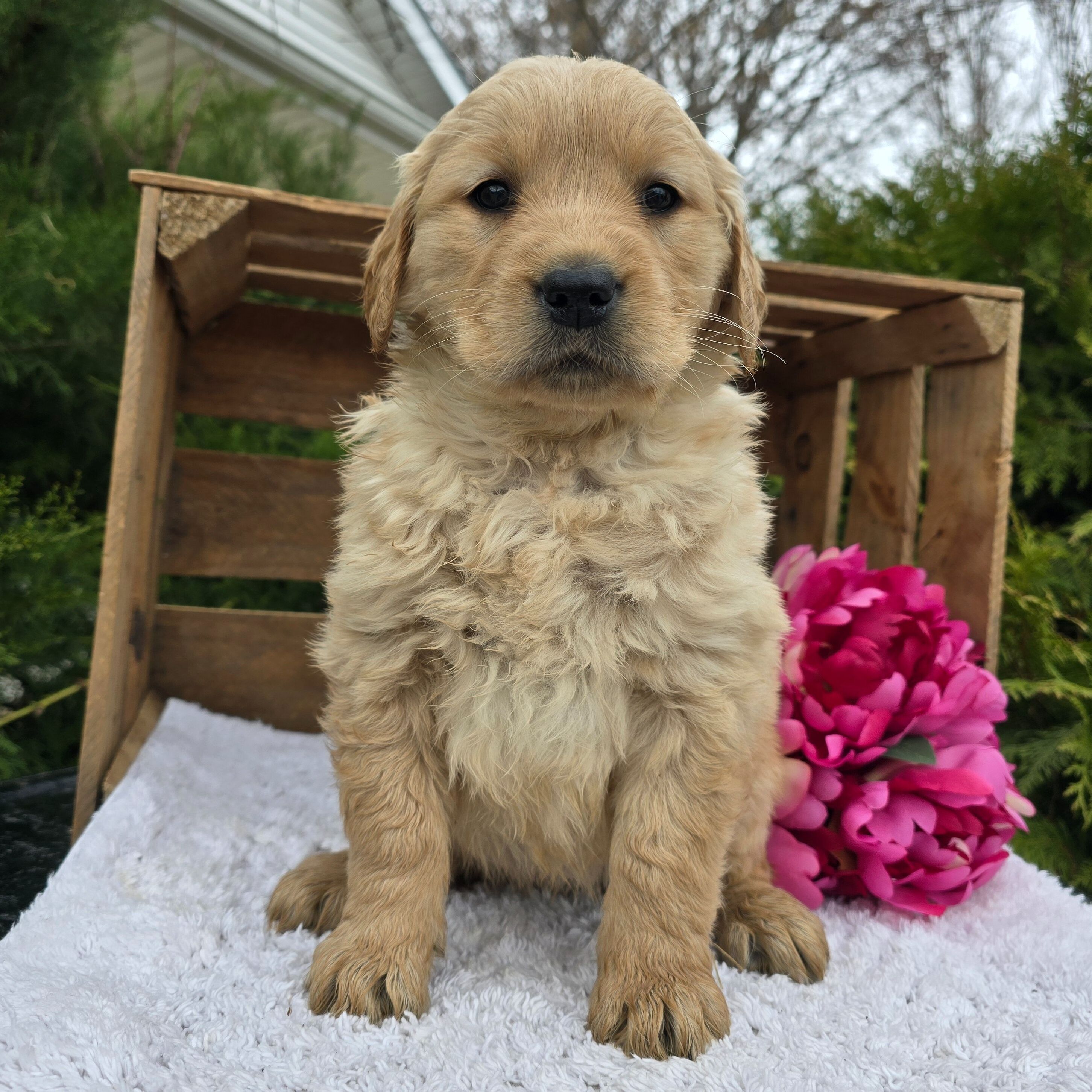 Theon [Golden Retriever]
